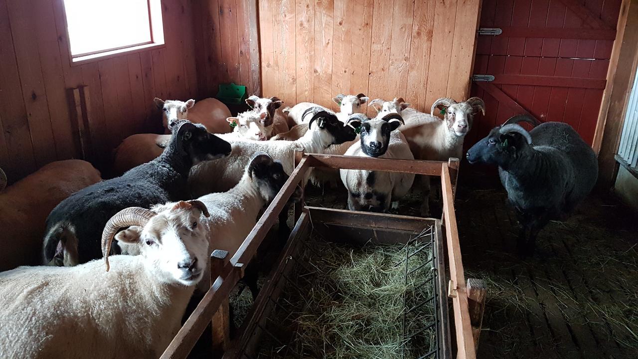 Klara'S Farm Holidays Hella Extérieur photo